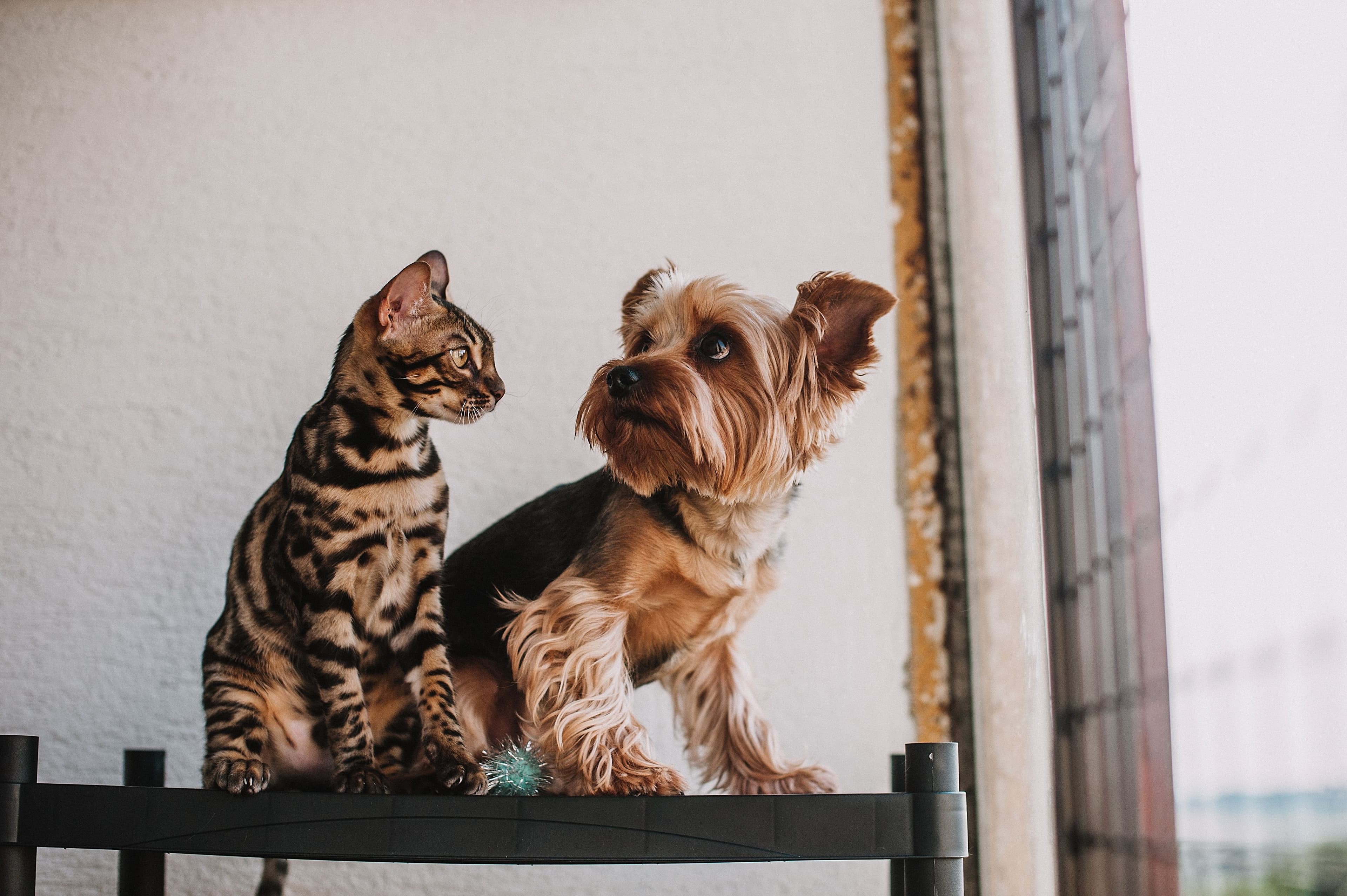 Apartamentos Pet-Friendly: Conselhos para tornar seu apartamento mais acolhedor para seus animais de estimação.